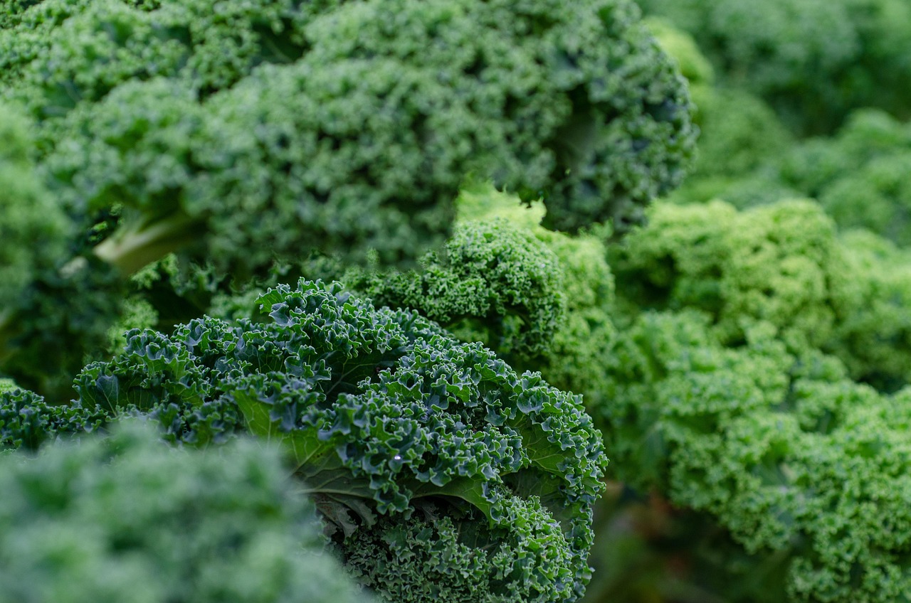 entdecken sie die welt der superfoods: erfahren sie mehr über ihre gesundheitlichen vorteile, einsatzmöglichkeiten und die besten tipps zur integration in ihre ernährung für mehr wohlbefinden.